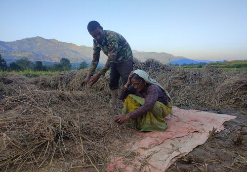 ‘ पाल्पाका किसानलाई फड्के कीराको समस्याले सधैँ पिरोल्छ’